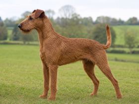 Adult Irish Terrier standing in short grass, red wire coat and folded V-shaped ears visible in side profile