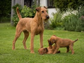 Adult Irish Terrier standing in a grassy yard while two red puppies play nearby