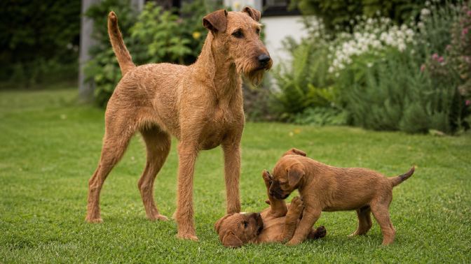 Adult Irish Terrier standing in a grassy yard while two red puppies play nearby