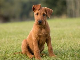 A young red Irish Terrier puppy sitting in grass with one ear flopped over