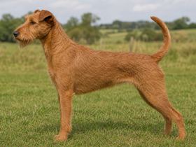 Full side profile of an Irish Terrier standing on grass, showing long legs and a racy outline