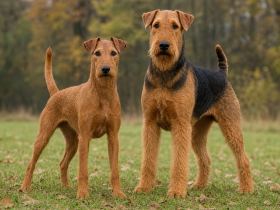 Irish Terrier and larger black-and-tan Airedale Terrier standing side by side in a park