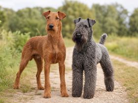 Red Irish Terrier and blue-gray Kerry Blue Terrier standing together on a path