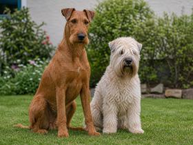 Red Irish Terrier sitting beside a pale silky-coated Wheaten Terrier on a lawn