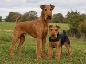 Tall red Irish Terrier standing beside a smaller black-and-tan Welsh Terrier