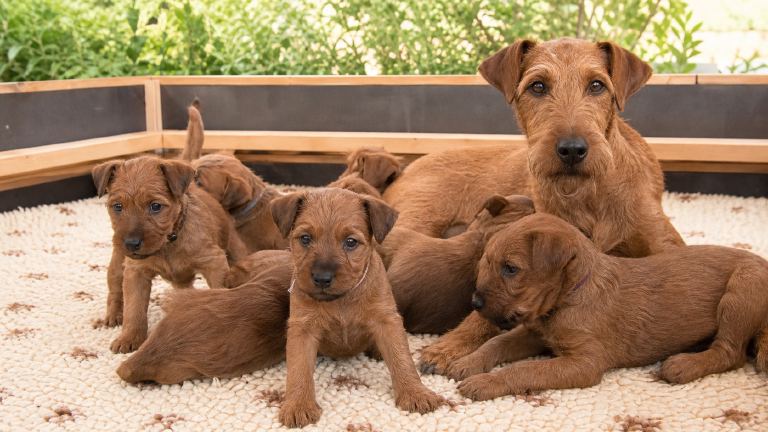 Litter of Irish Terrier puppies in a whelping area with clean bedding