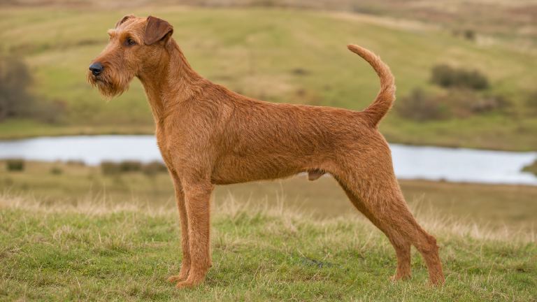 Irish Terrier standing square in full side profile