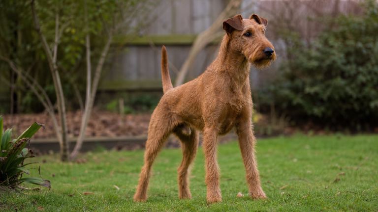 Irish Terrier at attention in a yard, staring at something off-camera