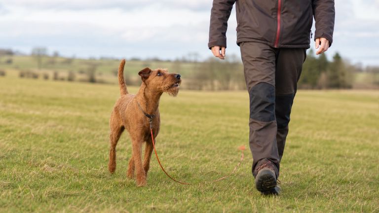 An Irish Terrier walking on a long training line across an open field, checking in with its handler